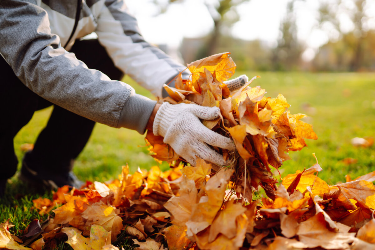 Here are tips on what to do with your fallen leaves. They make valuable mulch in garden beds but can damage your lawn. In Harmony Sustainable Landscapes