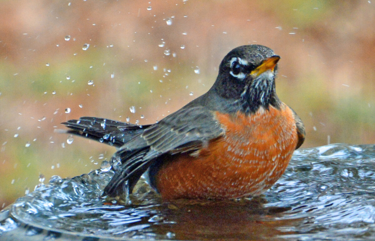 This year, consider giving gifts that support nature, such as birdbaths and native plant seeds. In Harmony Sustainable Landscapes