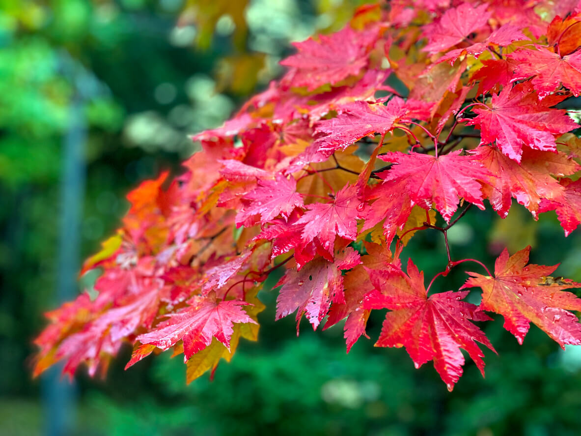 Maple leaves. In Harmony Sustainable Landscapes