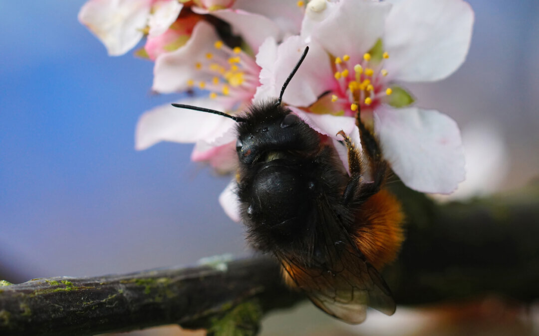 How to help mason bees, and all bees