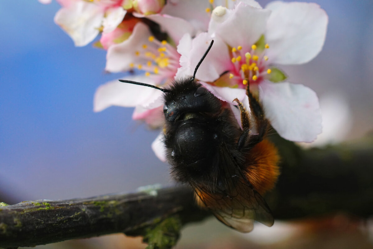 Mason bee on flower. In Harmony Sustainable Landscapes