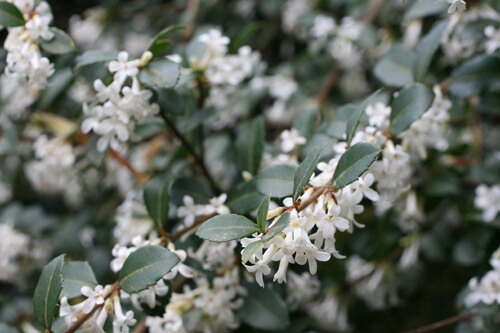 Sweet olive (Osmanthus delavayi) is another recommended drought-tolerant shrub. In Harmony Sustainable Landscapes