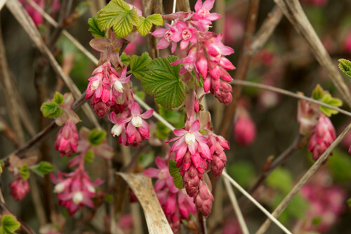 Choose plants for hotter, drier summers