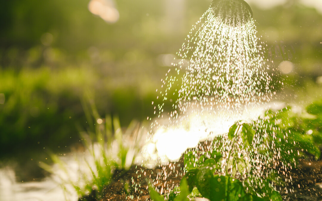 Summer is here! Watering tips for healthy plants