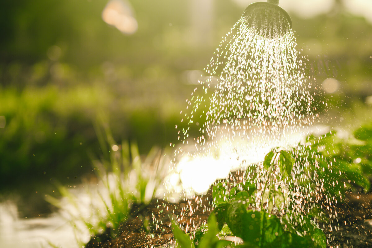 Your plants need water to stay happy and healthy. Here are watering tips. In Harmony Sustainable Landscapes