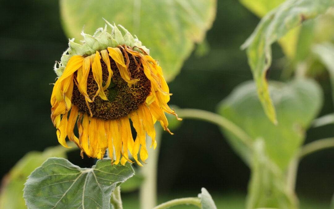 How to adapt your landscape to a changing climate