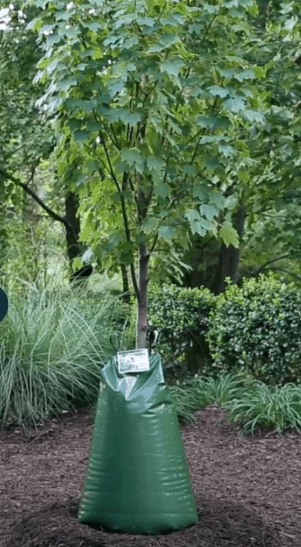 A watering bag is a convenient way to water young trees. In Harmony Sustainable Landscapes
