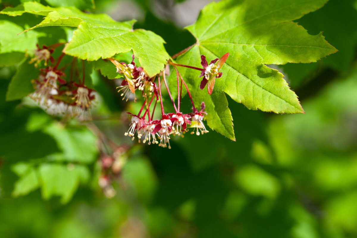 Vine maple, Acer circinatum, is one of the best native trees for the urban garden. It produces small flowers in early spring. In Harmony Sustainable Landscapes. 