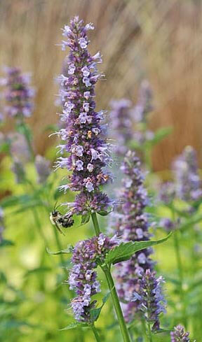 Blackadder hyssop, Agastache ‘Blackadder’, are a favorite of hummingbirds, butterflies and bees throughout the summer and early fall. In Harmony Sustainable Landscapes