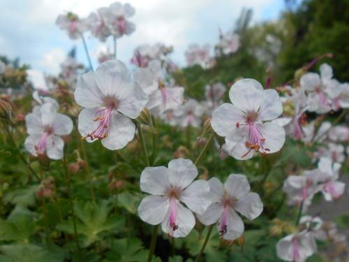 Geranium x cantabrigiense 'Biokovo' attracts butterflies, another important pollinator. In Harmony Sustainable Landscapes.