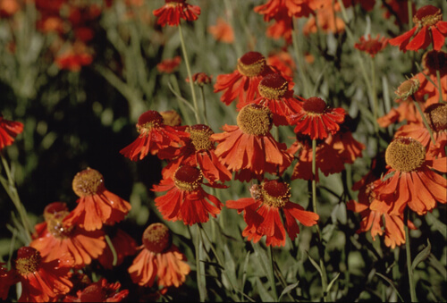Sneezeweed, Helenium ‘Moerheim Beauty’, blooms abundantly from mid-summer through autumn on bushy plants. In Harmony Sustainable Landscapes