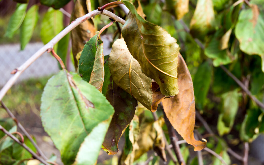 Do your trees have drought stress?