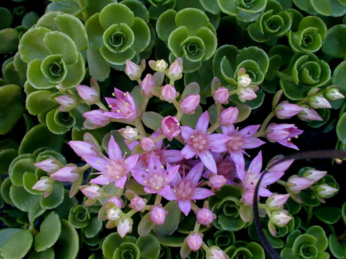 There are many species of stonecrop, such as Sedum spurium ‘Pink Jewel’. They bloom now, in mid- to late summer. In Harmony Sustainable Landscapes