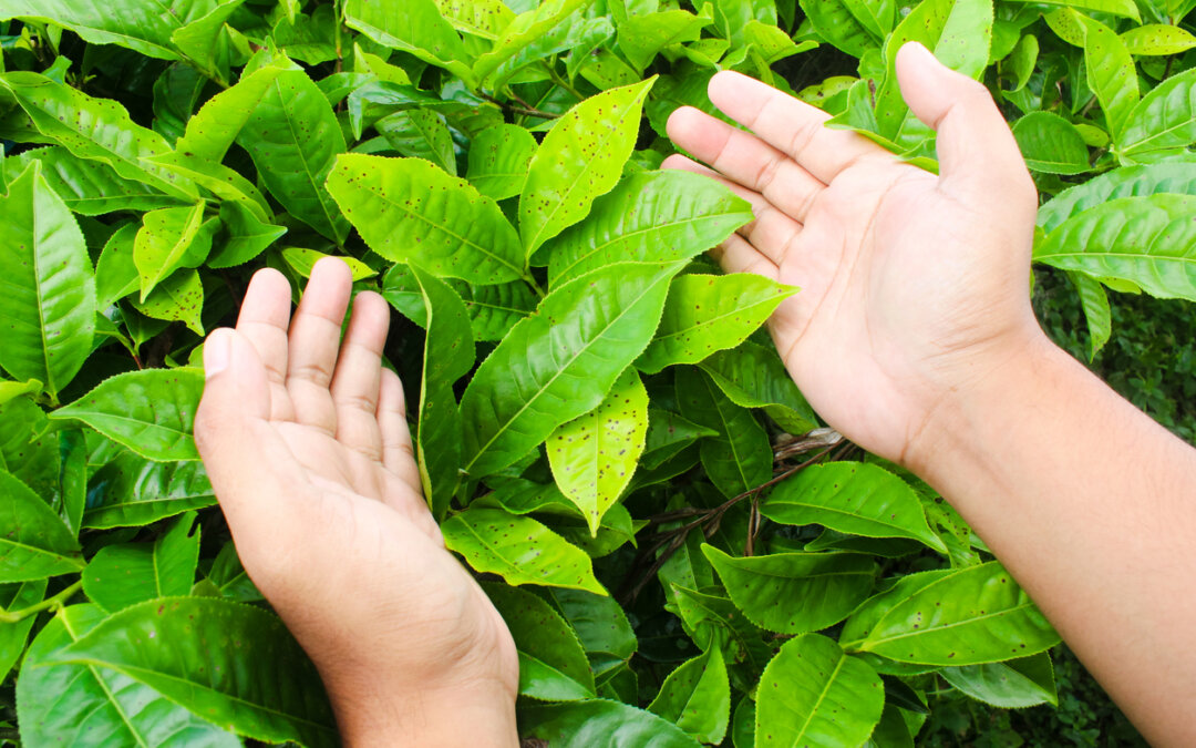 It’s time for a fall landscape check-in