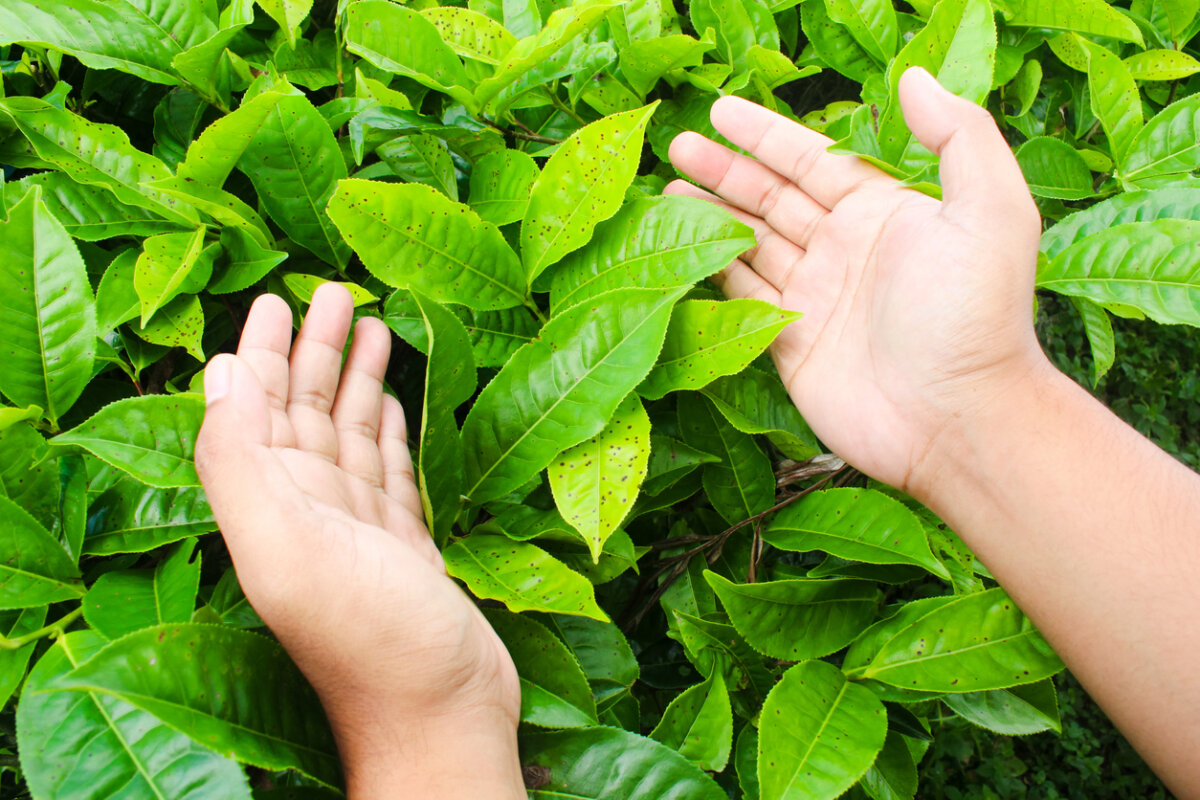 A fall landscape check-in will help your plants perform better next year, so you can enjoy your yard more. In Harmony Sustainable Landscape 