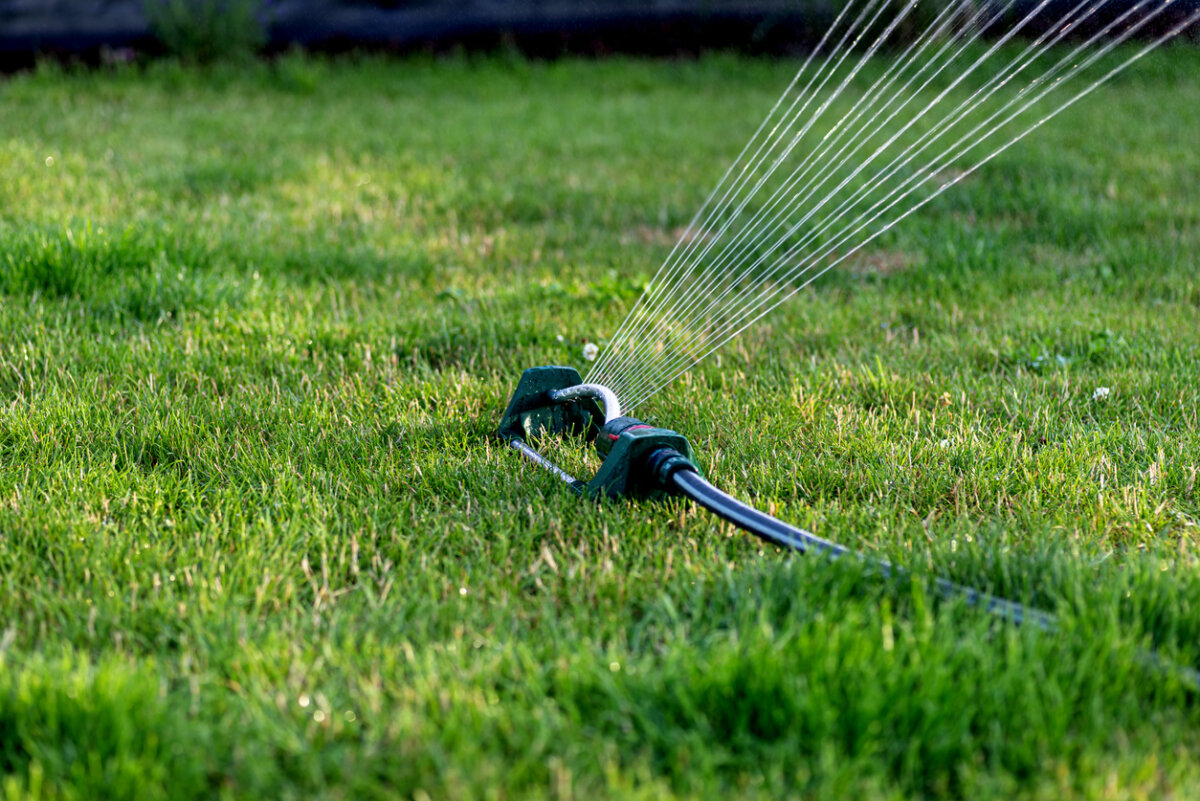 Summer watering is important to help your lawn stay healthy. In Harmony Sustainable Landscapes