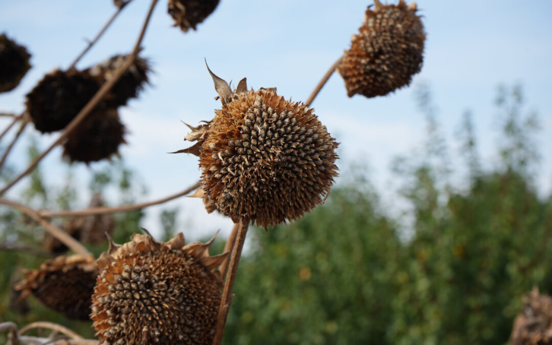 How to help birds and bugs in your garden this fall