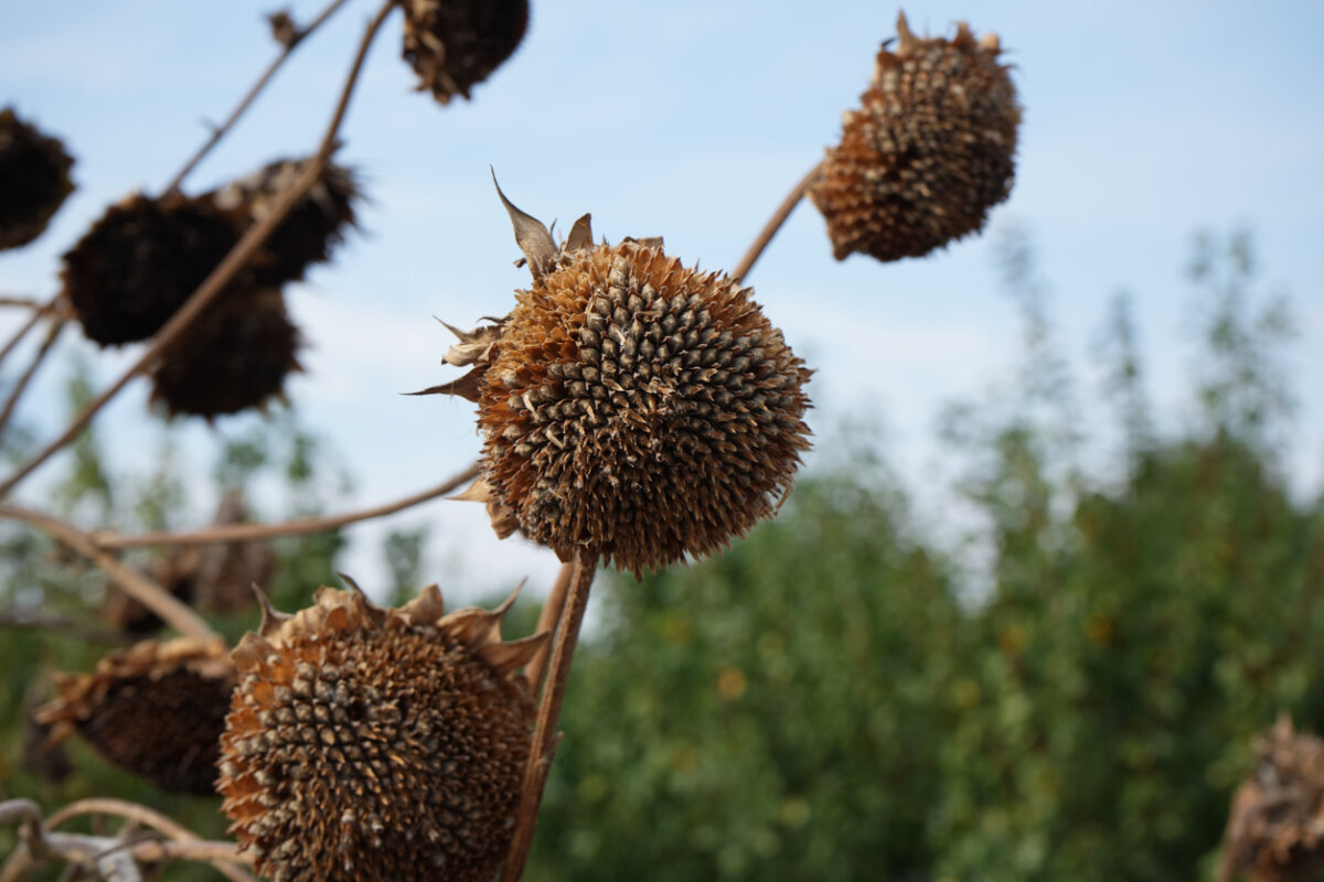 When you do your garden cleanup this fall, leave the seedheads of annuals and perennials to provide food for birds over the winter. In Harmony Sustainable Landscape