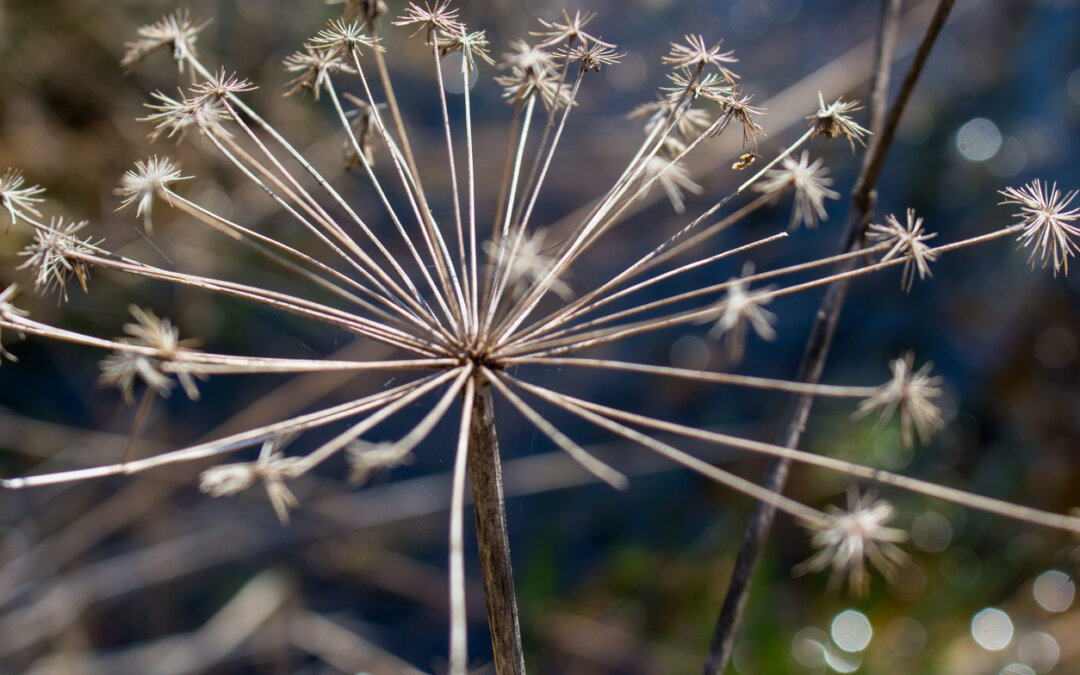 It’s time for winter garden tasks