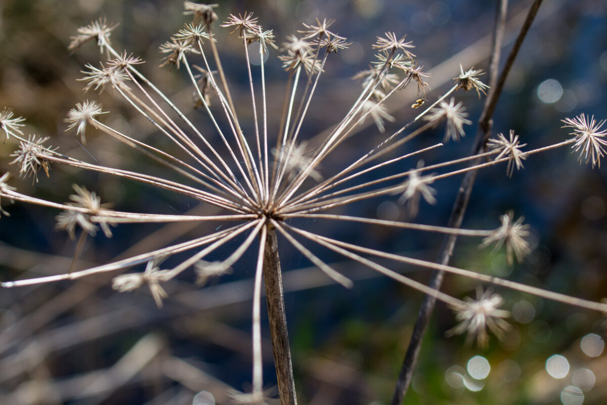 Doing winter garden tasks now will help your plants thrive this year. In Harmony Sustainable Landscapes
