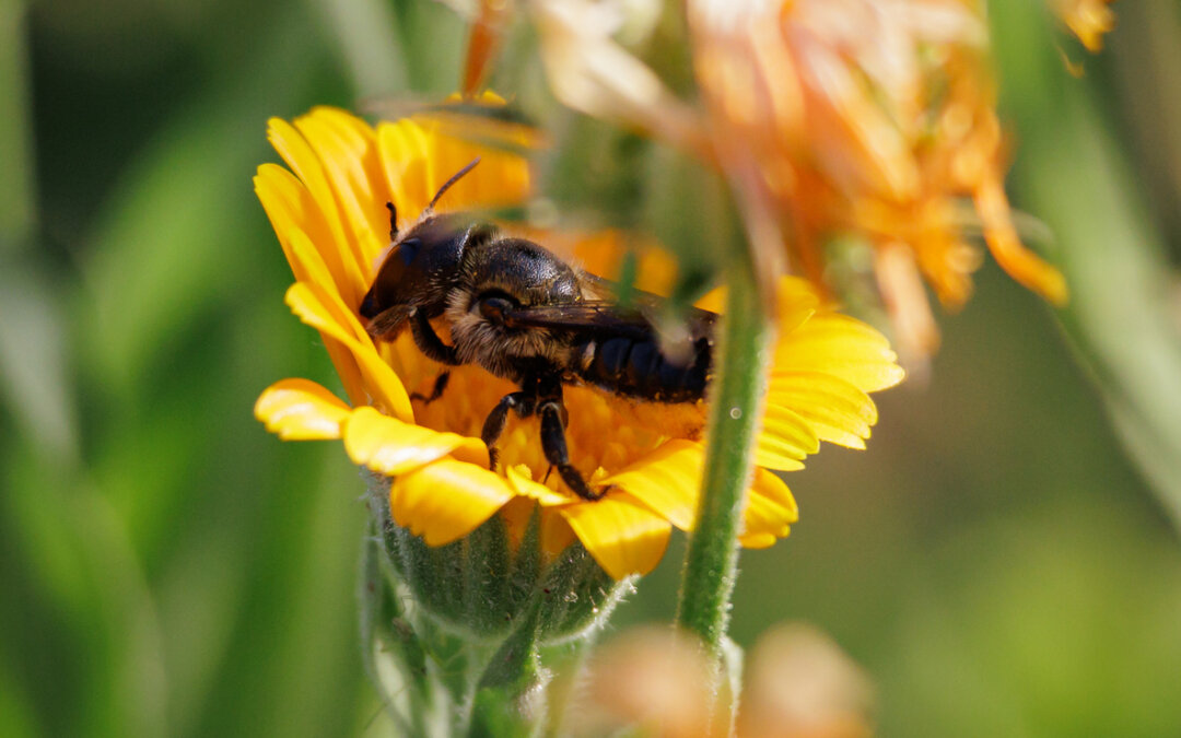 Help mason bees and other pollinators thrive