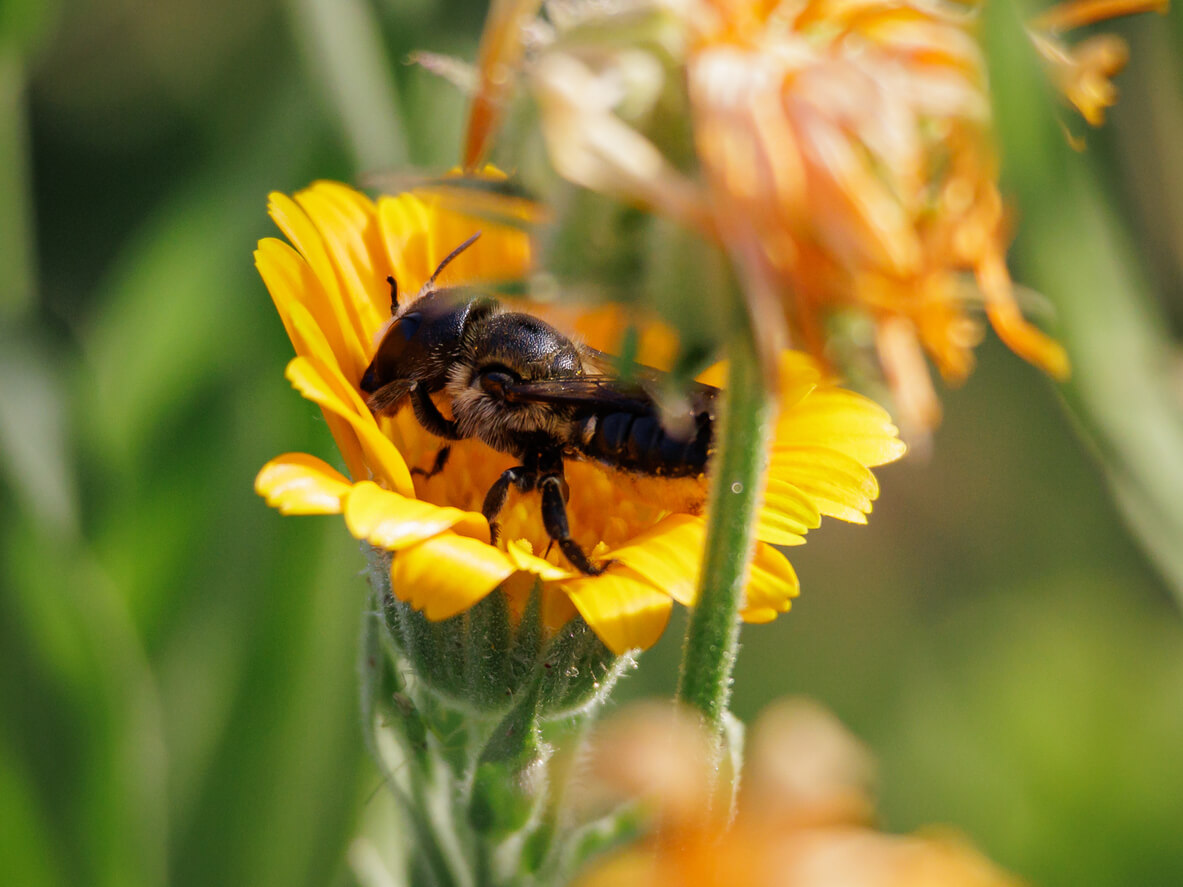 There are many ways to help mason bees and other pollinators in your yard. In Harmony Sustainable Landscapes