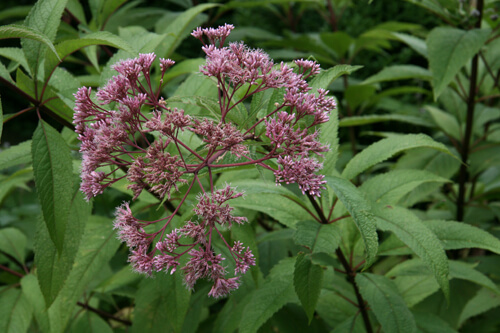 Joe pye weed is a perennial with great color and sturdy stems for bee habitat. © Richie Steffen / Great Plant Picks. In Harmony Sustainable Landscapes