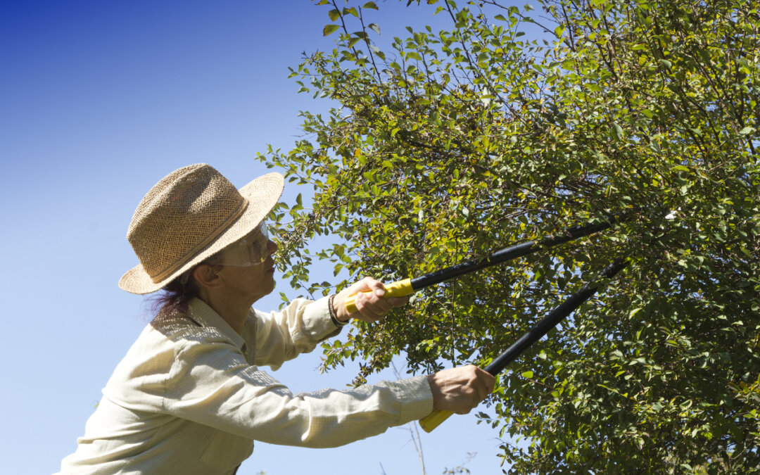 Think about summer pruning needs