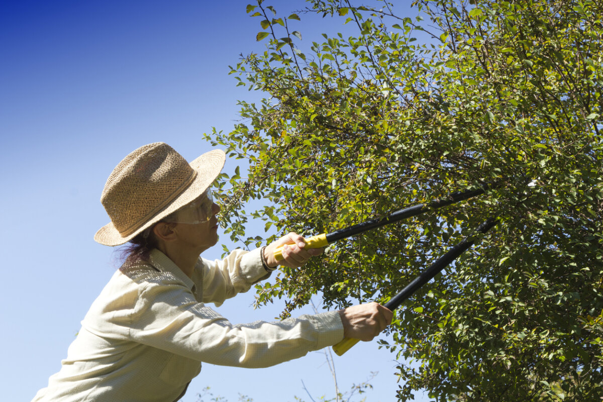 There are several good reasons for summer pruning of your trees and shrubs. In Harmony Sustainable Landscapes