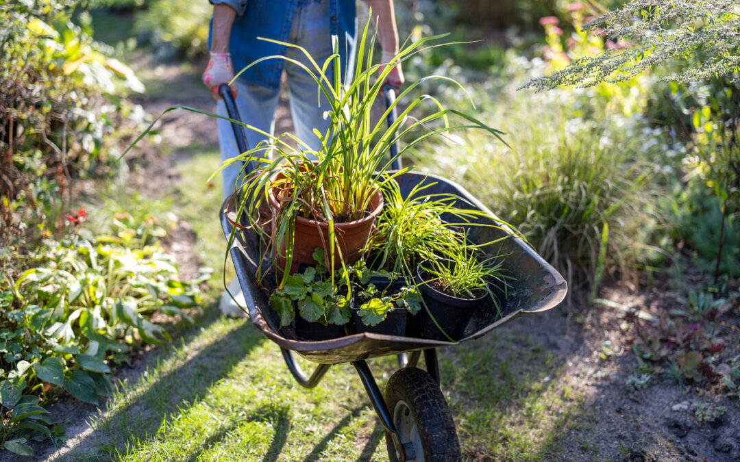 Benefits of gardening for your body and mind