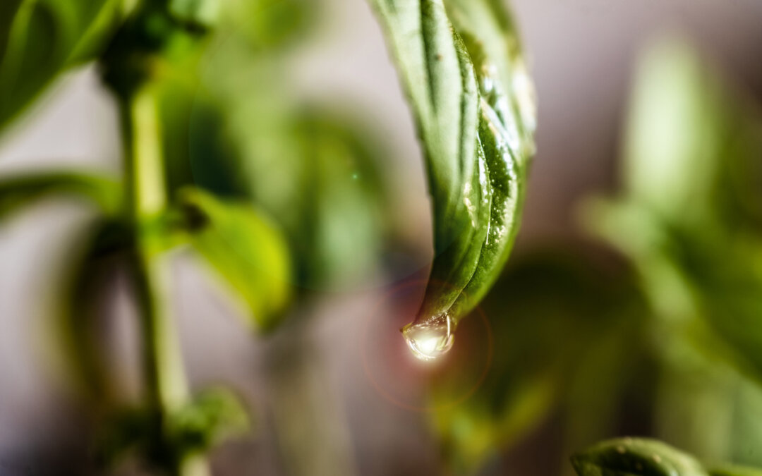 Prepare now for summer watering
