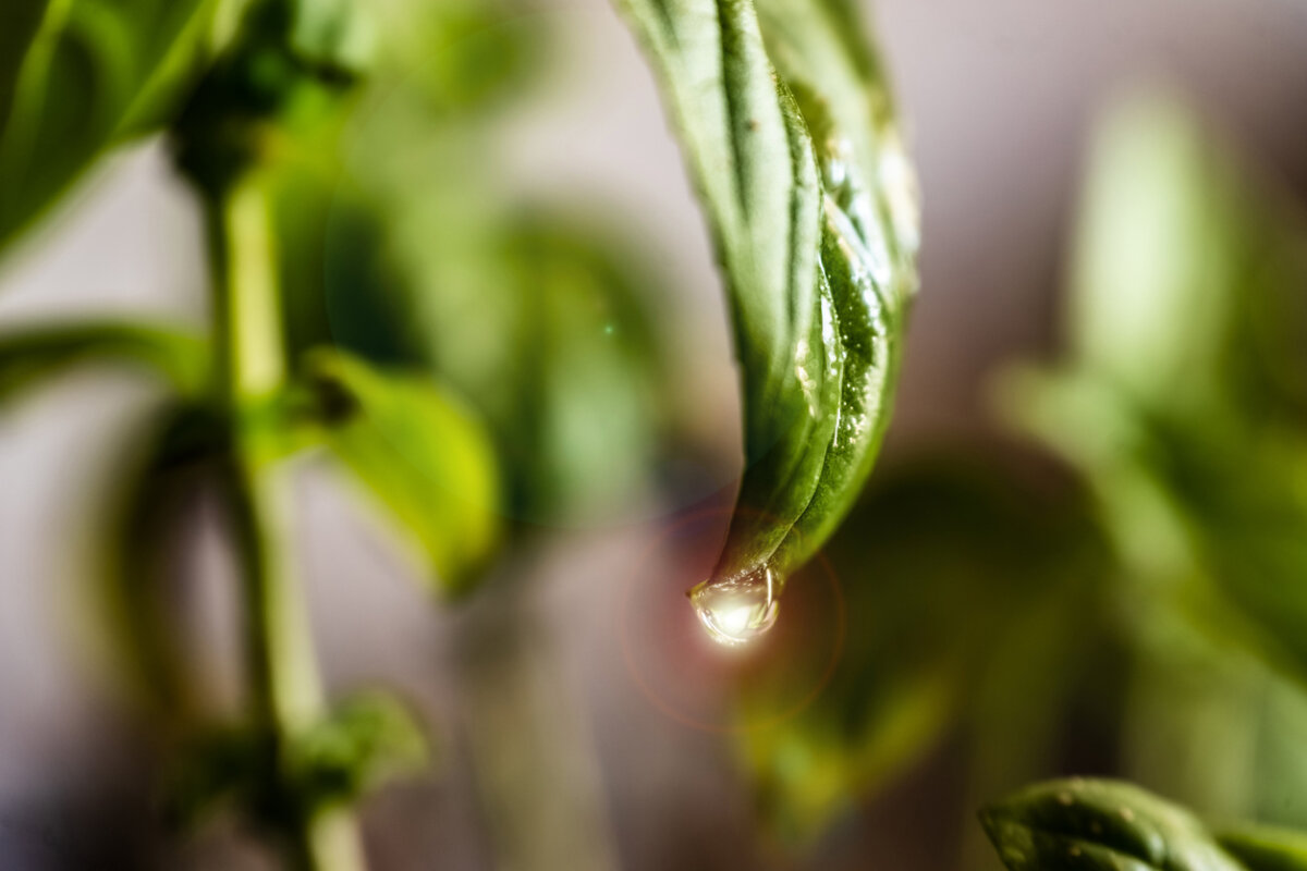 Take steps now to save water in your landscape this summer. In Harmony Sustainable Landscapes