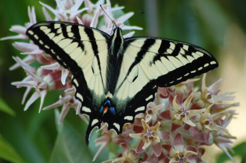 Help swallowtail butterflies by providing food and habitat for their caterpillars. In Harmony Sustainable Landscapes. Photo by US Fish and Wildlife Service.