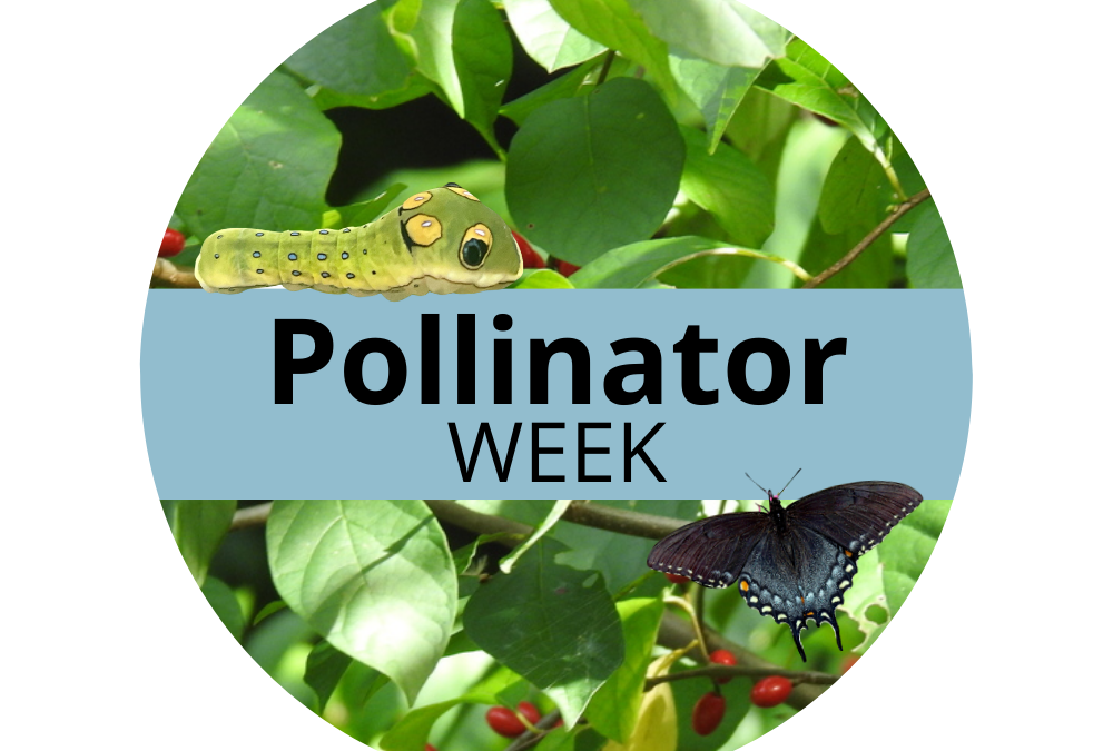 Celebrate Pollinator Week: help caterpillars