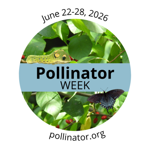 Celebrate Pollinator Week! This year the emphasis is on how to help caterpillars that grow into butterflies and moths. In Harmony Sustainable Landscapes