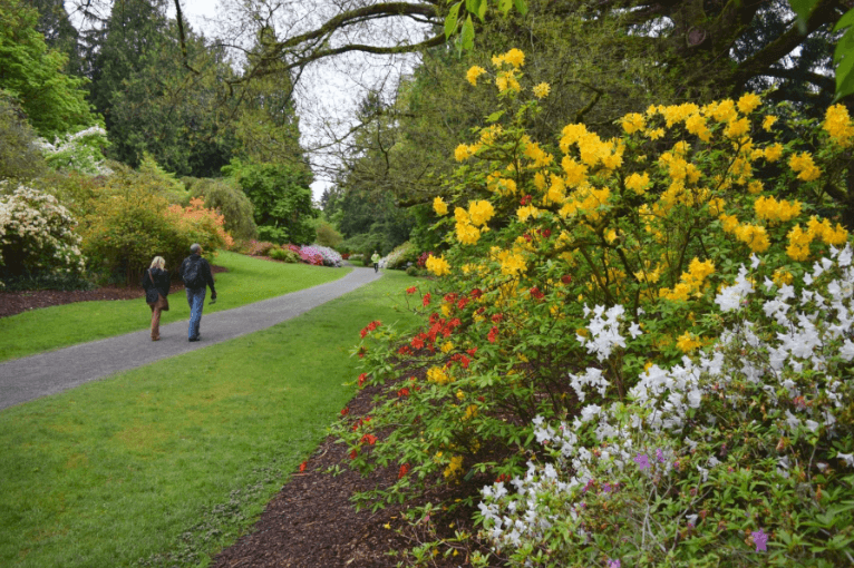 Visit the Washington Park Arboretum or other public gardens for more ideas and inspiration. In Harmony Sustainable Landscapes