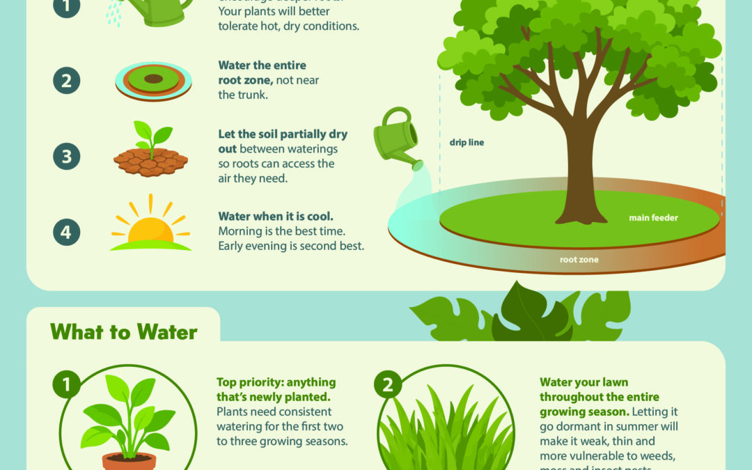 Quick watering tips