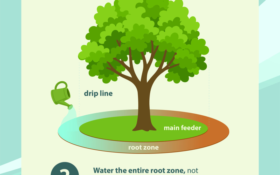 How to water your trees
