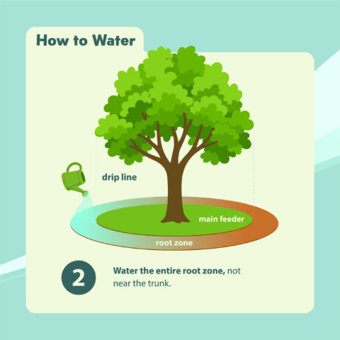 How to water trees. In Harmony Sustainable Landscapes