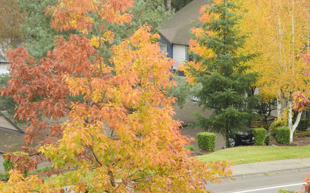 Why fall is ideal for planting