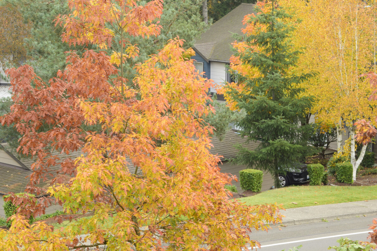 Plant in fall to reduce plant stress and watering, build strong root systems and give your new plants the best chance for success. In Harmony Sustainable Landscapes