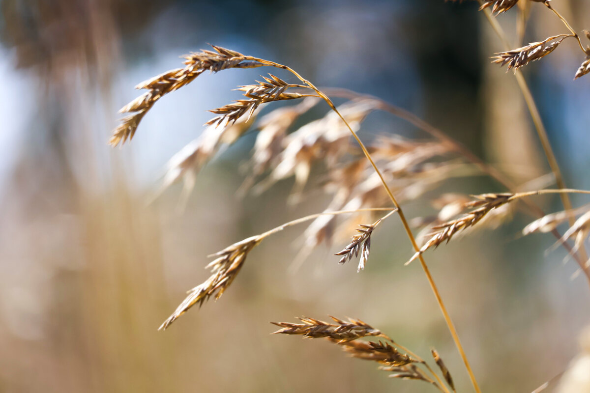 When doing garden cleanup this fall, leave some plant debris. Dried seed heads, hollow stems and and faded grasses provide food for birds and homes for beneficial insects. In Harmony Sustainable Landscapes 