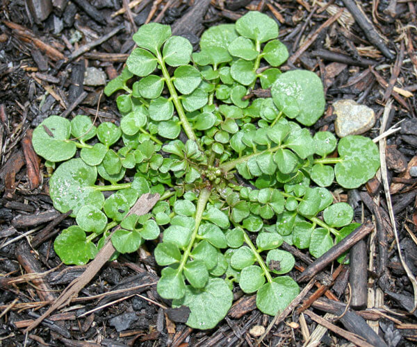 Bittercress also known as shotweed. In Harmony Sustainable Landscapes